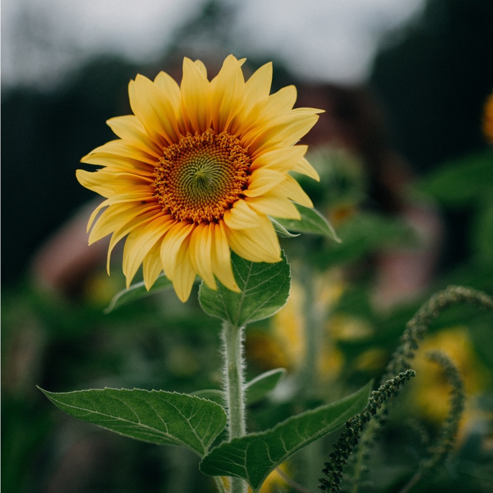 UNLISTED | Random Pull